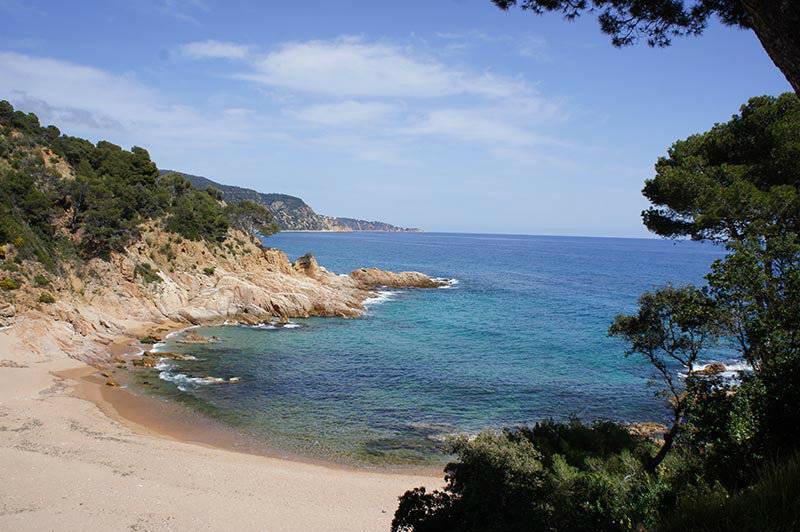 A small cave with clear water and pine trees growing near the sea